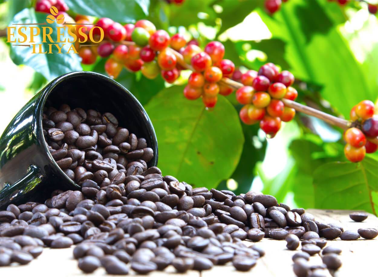  قهوه عربیکا چیست؟ 